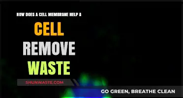 Cell Membrane's Role in Efficient Waste Removal and Cellular Health