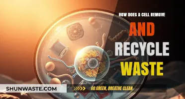 Cellular Waste Management: How Cells Remove and Recycle Waste Efficiently