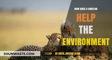 Cheetahs' Vital Role in Ecosystem Balance and Environmental Health