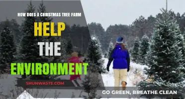 Christmas Tree Farms: Eco-Friendly Benefits for a Greener Holiday Season