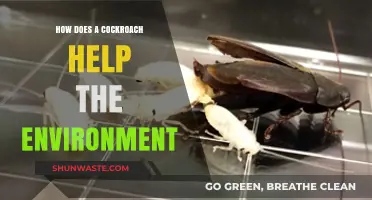 Cockroaches: Unsung Eco-Warriors in Nutrient Cycling and Soil Health