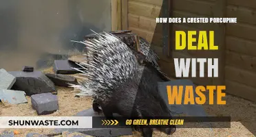 Crested Porcupine Waste Management: Unique Strategies for Survival and Cleanliness