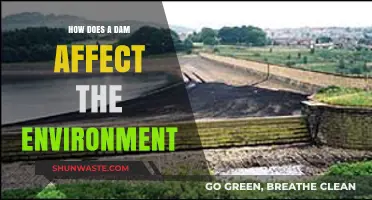 Environmental Impacts of Dams: Ecosystem Disruption, Biodiversity Loss, and Beyond