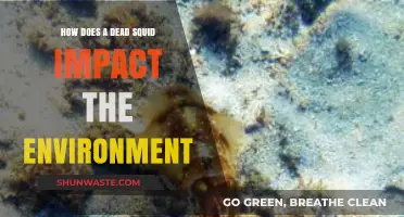 Dead Squid's Environmental Impact: Decomposition, Nutrient Cycling, and Ecosystem Effects