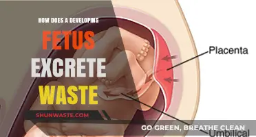 Fetal Waste Excretion: Understanding How Developing Fetuses Eliminate Waste