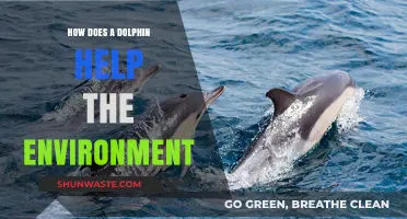 Dolphins' Vital Role in Marine Ecosystems and Environmental Balance