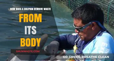 Dolphin Waste Removal: Understanding Their Unique Excretion Process