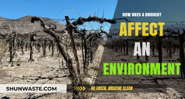 Drought's Devastating Impact: Unraveling Environmental Consequences and Ecosystem Disruptions