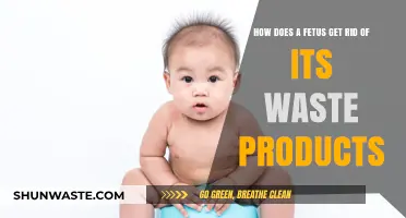 Fetal Waste Elimination: Understanding How Unborn Babies Dispose of Toxins
