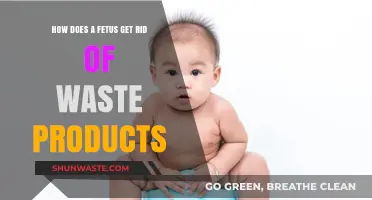 Fetal Waste Elimination: Understanding How Unborn Babies Dispose of Toxins