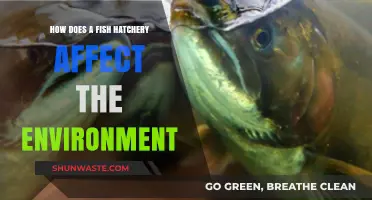 Fish Hatcheries: Environmental Impact and Ecosystem Balance Explored