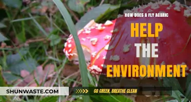 Fly Agaric's Eco-Role: Boosting Forests and Supporting Biodiversity Naturally