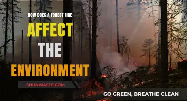 Forest Fires: Environmental Impacts and Ecosystem Recovery Explained