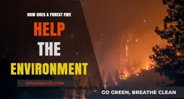 Forest Fires: Unseen Environmental Benefits and Ecosystem Renewal Explained