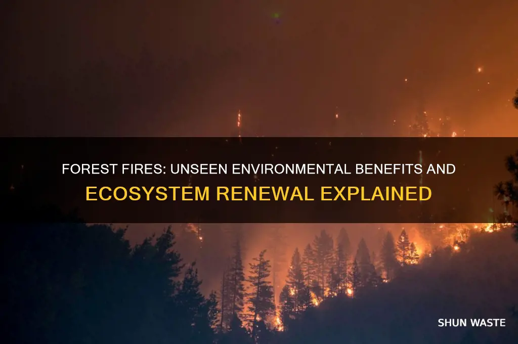 how does a forest fire help the environment