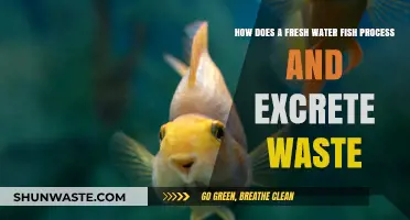 Freshwater Fish Waste Processing: Understanding Excretion Mechanisms in Aquatic Life