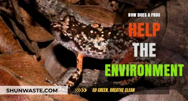 Frogs: Unsung Heroes in Maintaining Ecosystem Balance and Health