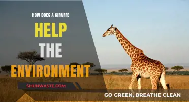 Giraffes' Vital Role in Ecosystem Balance and Environmental Health