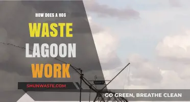 Understanding Hog Waste Lagoons: Function, Process, and Environmental Impact
