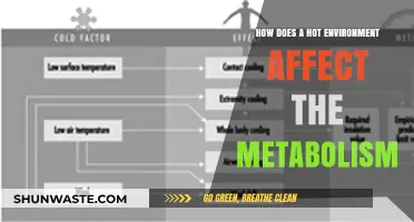 Hot Climate Impact: How Heat Influences Your Metabolic Rate