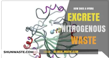 Hydra's Nitrogen Waste Excretion: Unveiling the Freshwater Polyp's Strategy