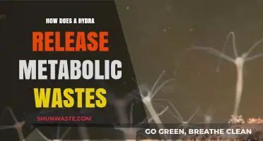 Hydra's Waste Management: Unveiling Metabolic Waste Release Mechanisms