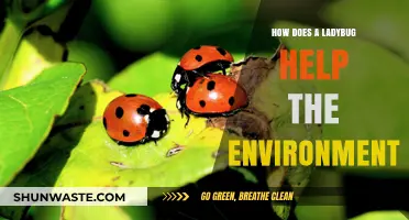 Ladybugs: Tiny Environmental Heroes Saving Gardens and Ecosystems Naturally