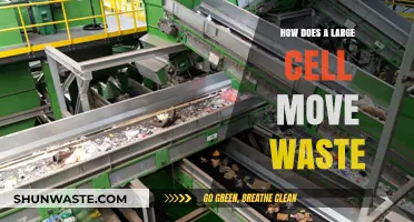 Efficient Waste Removal: How Large Cells Transport and Eliminate Waste