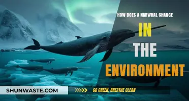 Narwhal Adaptations: How Arctic Changes Shape Their Survival and Behavior