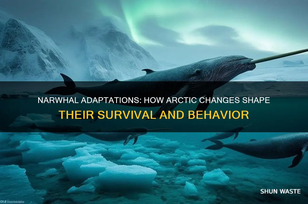 how does a narwhal change in the environment