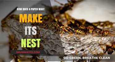 The Art of Nest Building: How Paper Wasps Craft Their Homes