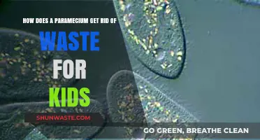How Paramecium Poops: Tiny Creature's Waste Removal Secrets for Kids