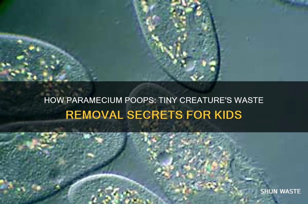 how does a paramecium get rid of waste for kids