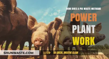 Pig Waste Methane Power Plants: Turning Farm Waste into Clean Energy