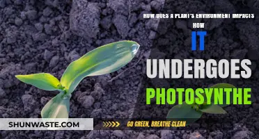 Environmental Factors Shaping Photosynthesis in Plants: A Comprehensive Guide