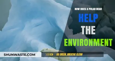 Polar Bears: Vital Guardians of Arctic Ecosystems and Climate Balance