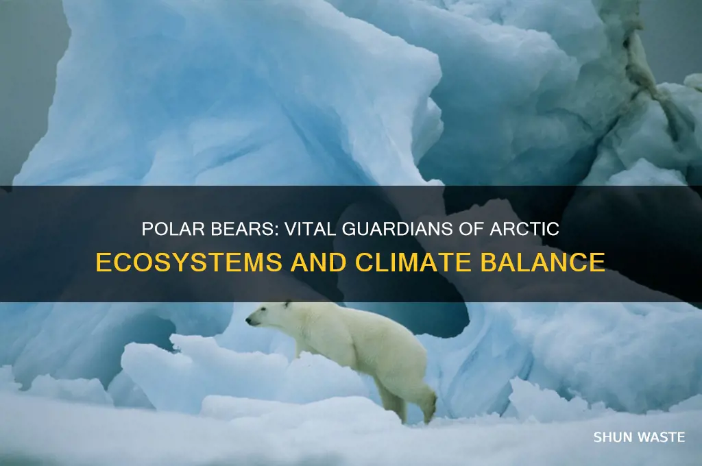 how does a polar bear help the environment