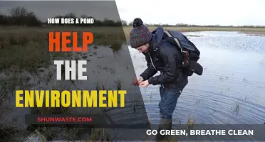 Ponds: Nature's Eco-Friendly Havens for Biodiversity and Climate Balance
