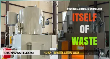 Waste Disposal in Radiate Animals: Unveiling Their Unique Elimination Process