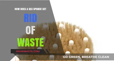 Sea Sponge Waste Removal: Unveiling the Unique Detox Process