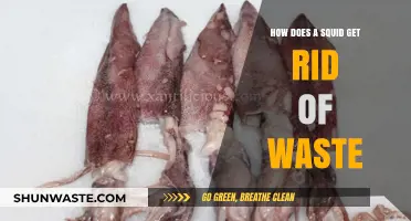 Squid Waste Disposal: Unveiling the Unique Excretion Process of Cephalopods