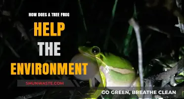 Tree Frogs: Tiny Guardians of Ecosystem Balance and Biodiversity