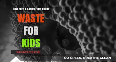 How Vacuoles Clean Up: Waste Removal Made Simple for Kids