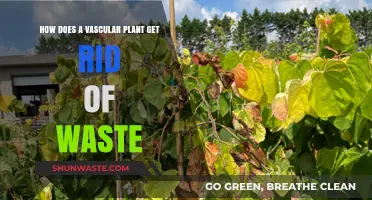 How Vascular Plants Efficiently Eliminate Waste: A Detailed Guide