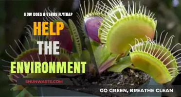 Venus Flytraps: Nature's Tiny Guardians Boosting Ecosystem Health and Balance