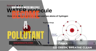 From Life-Giver to Pollutant: The Journey of a Water Molecule