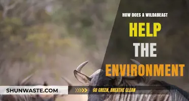 Wildebeest's Vital Role in Ecosystem Balance and Environmental Health