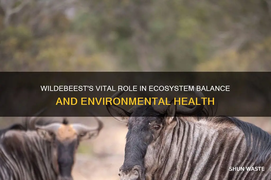 how does a wildabeast help the environment