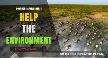 Wildebeest's Vital Role in Ecosystem Balance and Environmental Health