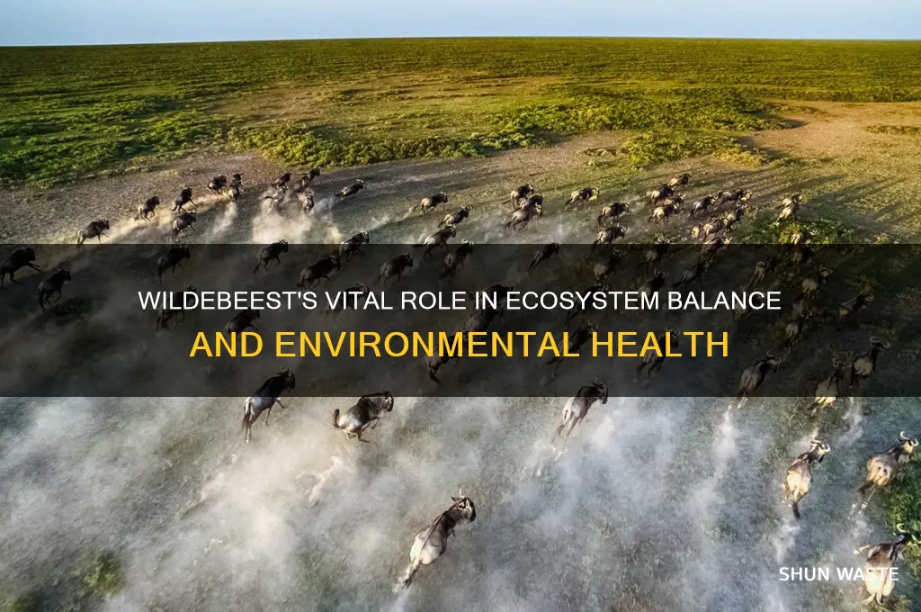 how does a wildebeest help the environment